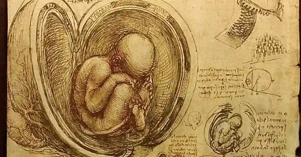 Estudo do desenvolvimento embrionário — base da microfisioterapia